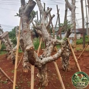 Harga Pohon Kamboja Fosil