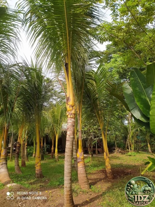 Harga Pohon Kelapa Kuning