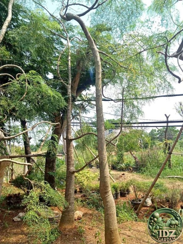 Harga Pohon Kelor Afrika