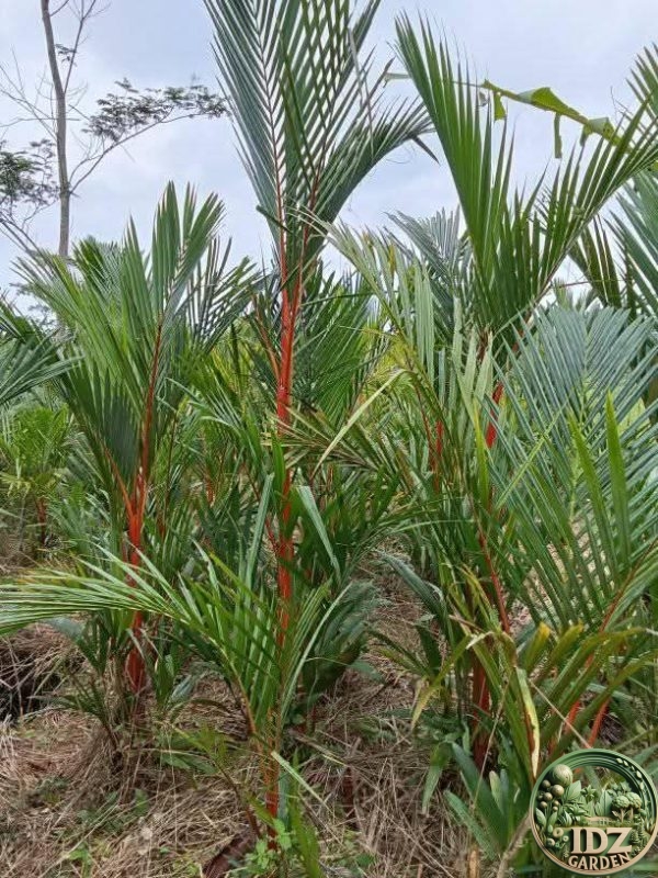 Harga Pohon Palem Merah