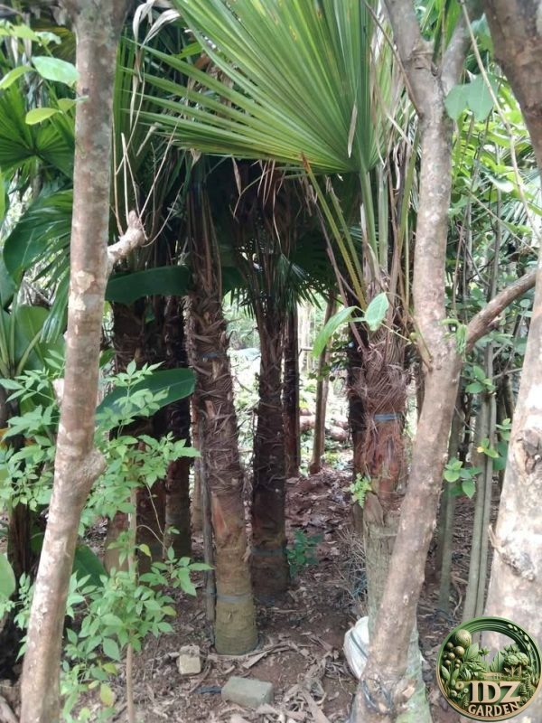 Harga Pohon Palem Sadeng