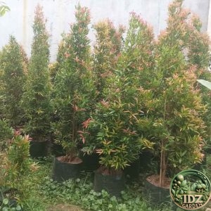 Harga Pohon Pucuk Merah