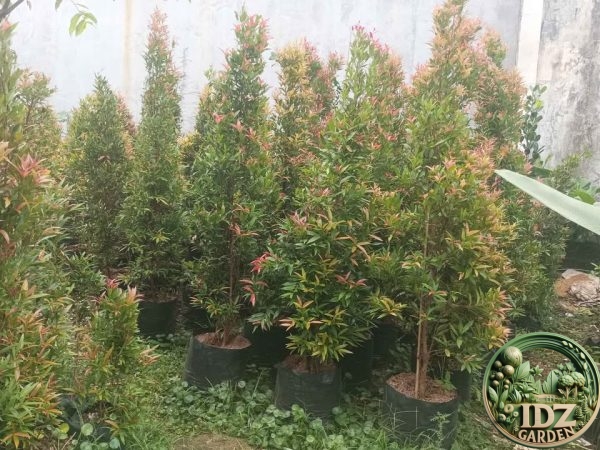 Harga Pohon Pucuk Merah