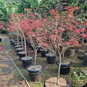 Jual Pohon Japanese Maple