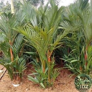 Jual Pohon Palem Merah