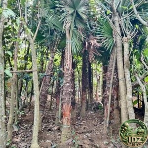 Jual Pohon Palem Sadeng