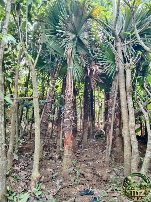 Jual Pohon Palem Sadeng