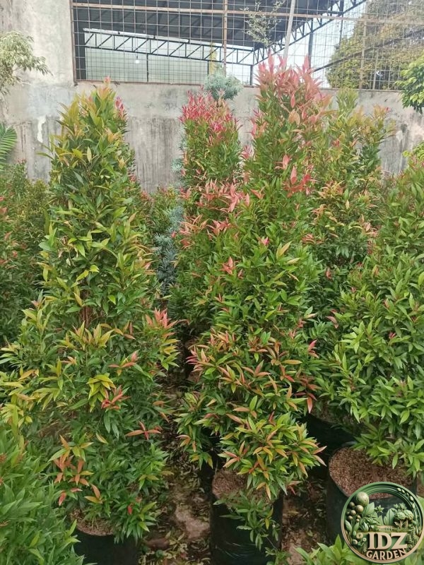 Jual Pohon Pucuk Merah