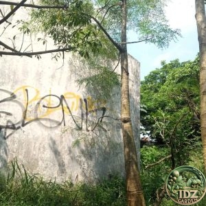 Pohon Kelor Afrika Moringa