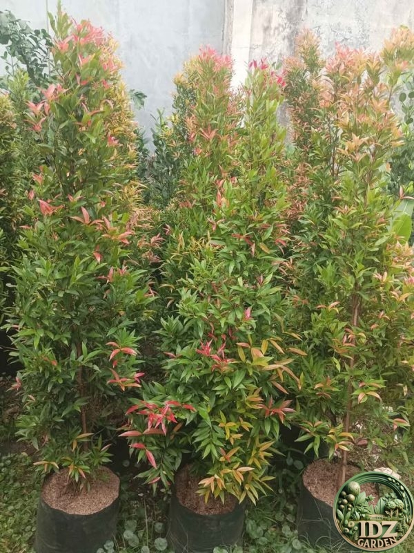 Pohon Pucuk Merah Murah