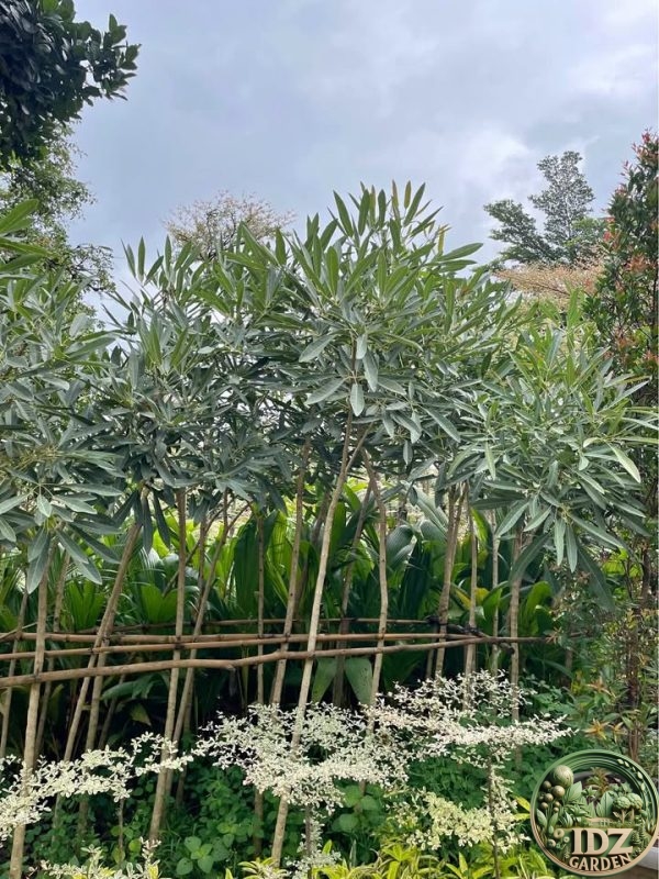 Jual Pohon Tabebuya