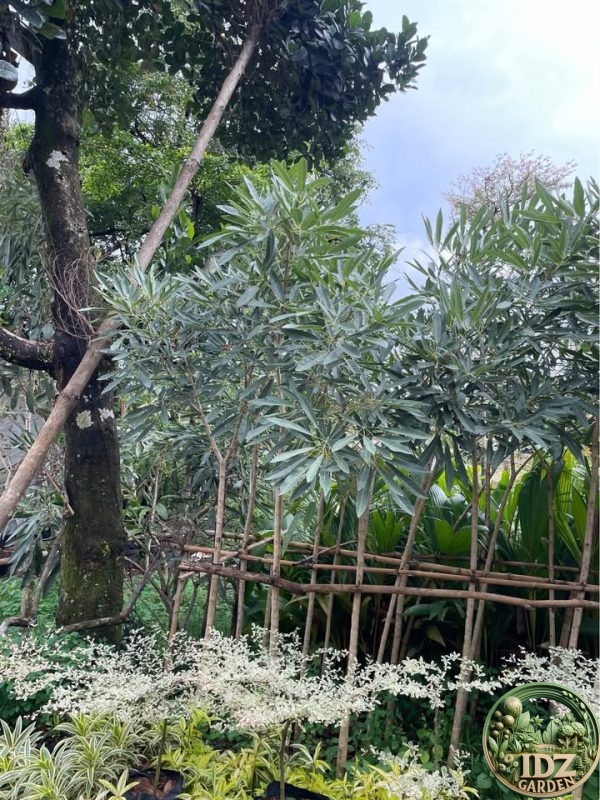 Jual pohon tabebuya rose  - Gambar 2