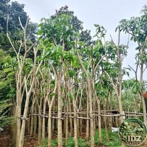Tabebuya Rosea