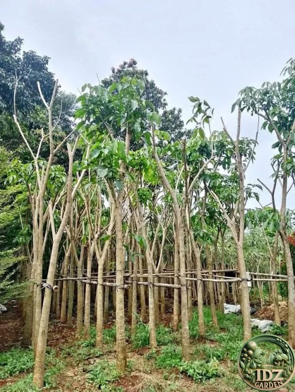 Tabebuya Rosea
