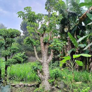 Jual Pohon Baobab Kaki Gajah