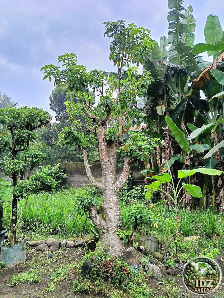 Jual Pohon Baobab Kaki Gajah