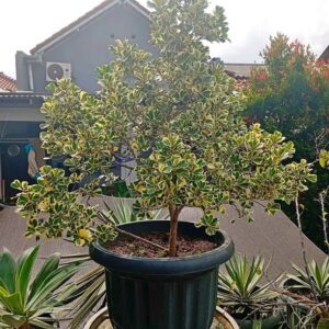 Jual Pohon Beringin Kupu Kupu