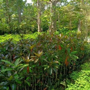 Jual Pohon Bintaro Harga Murah Siap Bantu Proses Penanaman