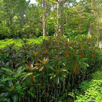 Jual Pohon Bintaro Harga Murah Siap Bantu Proses Penanaman