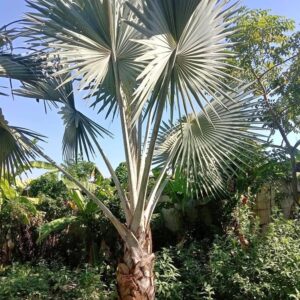 Jual Pohon Bismarkia Silver