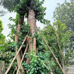 Jual Pohon Bodhi Harga Murah Ukuran Besar