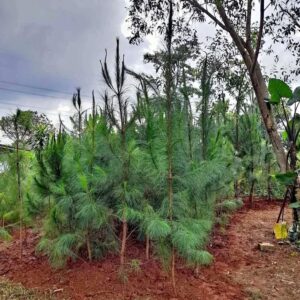 Jual Pohon Cemara Pinus