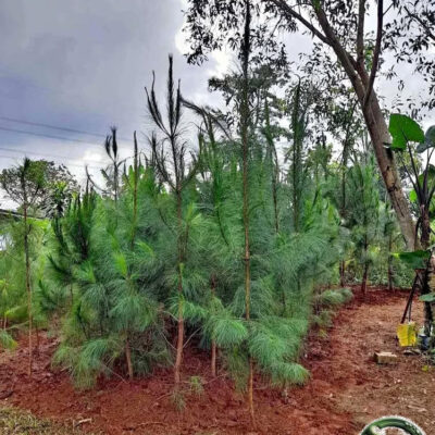 Jual Pohon Cemara Pinus