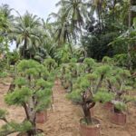 Jual Pohon Cemara Udang Harga Murah Siap Kirim
