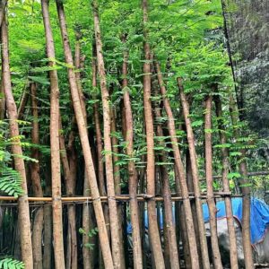 Jual Pohon Flamboyan