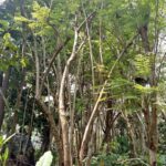 Jual Pohon Jacaranda Harga Murah Siap Tanam