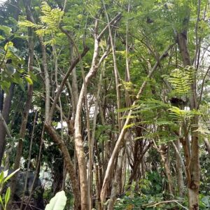 Jual Pohon Jacaranda