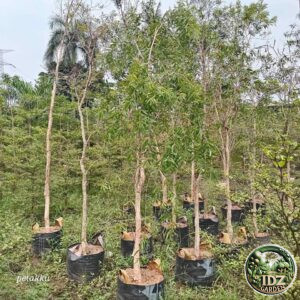 Jual Pohon Kayu Putih