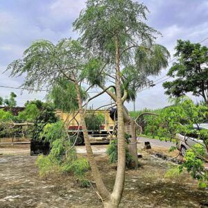 Jual Pohon Kelor Afrika