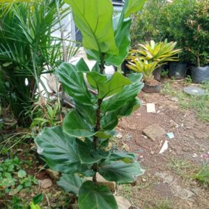 Jual Pohon Ketapang Biola