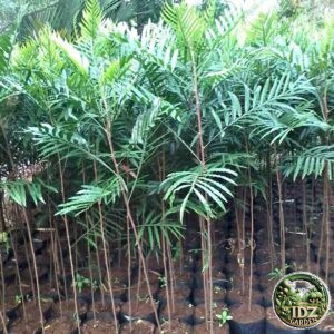Jual Pohon Kiara Payung