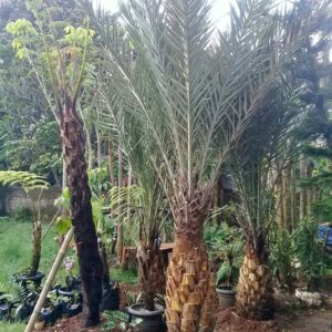 Jual Pohon Kurma Harga Murah