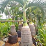 Jual Pohon Palem Botol Harga Murah Siap Bantu Kirim dan Tanam