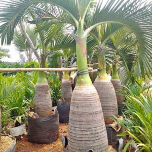 Jual Pohon Palem Botol