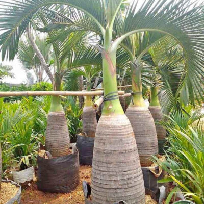 Jual Pohon Palem Botol