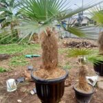 Jual Pohon Palem Jenggot Harga Murah Siap Kirim