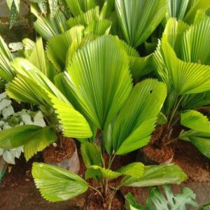 Jual Pohon Palem Kol