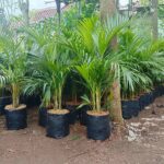 Jual Pohon Palem Kuning Harga Murah