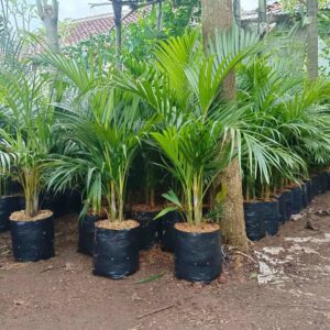 Jual Pohon Palem Kuning