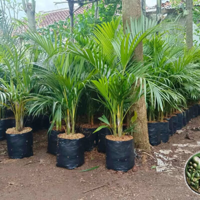 Jual Pohon Palem Kuning