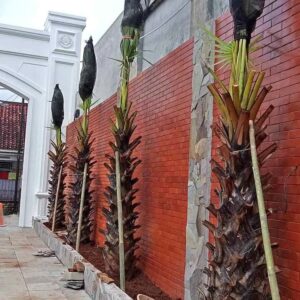 Jual Pohon Palem Lontar