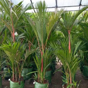 Jual Pohon Palem Merah