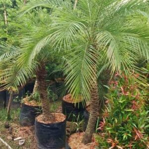 Jual Pohon Palem Phonix Murah & Siap Tanam | Harga Palem Phoenix Berbagai Ukuran Terbaru