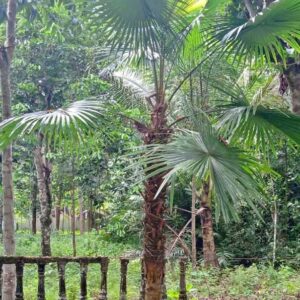 Jual Pohon Palem Sadeng Minyak Harga Murah