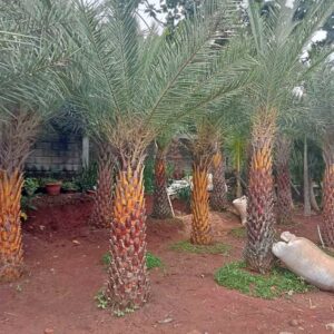 Jual Pohon Palem kenari