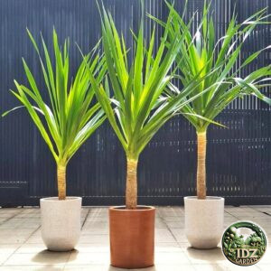 Jual Pohon Pandan Bali